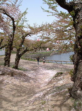 080504-hanami02.jpg
