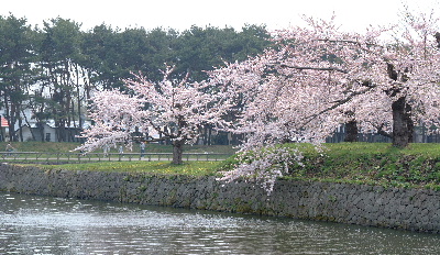 goryoukaku-sakura07-03.JPG