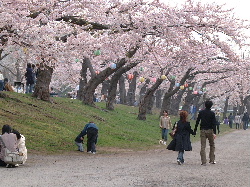 goryoukaku-sakura07-04.JPG