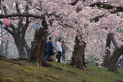 goryoukaku-sakura07-05.JPG