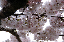 goryoukaku-sakura07-06.JPG