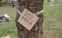 goryoukaku-sakura07-a11.JPG