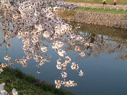 natu-sakura01.JPG