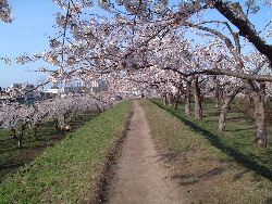 natu-sakura02.JPG